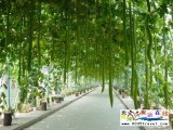 北戴河集發(fā)夢(mèng)想王國(guó)